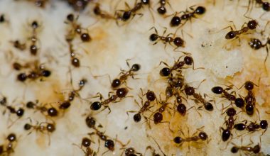 Types of Ants in New Jersey