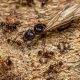 Types of Ants in Utah