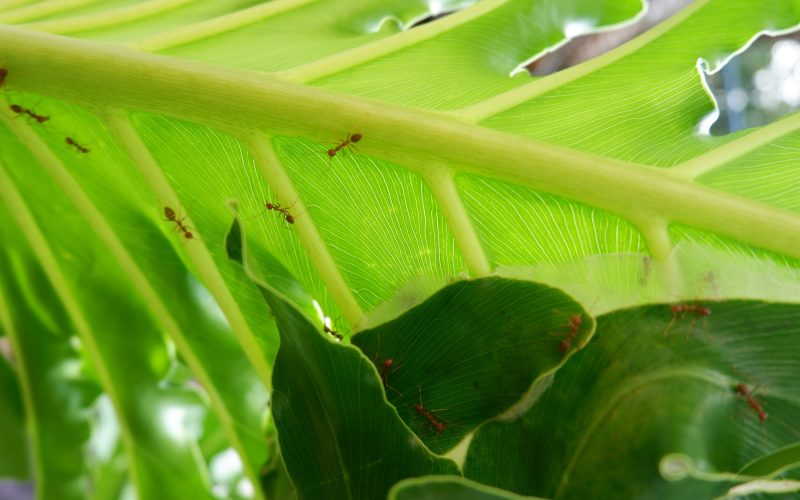 Types of Ants in the Rainforest