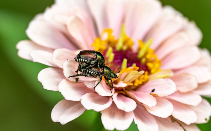 Types of Beetles in Delaware
