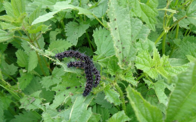 Types of Caterpillars in California