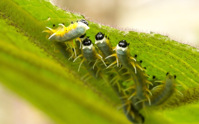 Types of Caterpillars in Utah