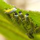 Types of Caterpillars in Utah