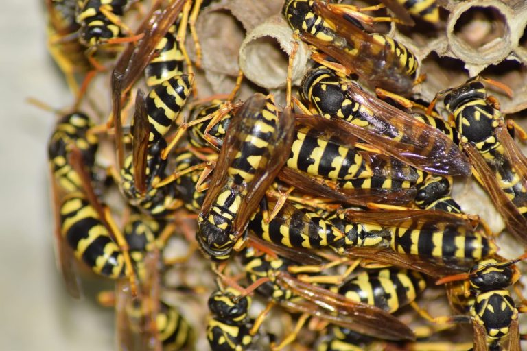 19 Types of Wasps in Maryland