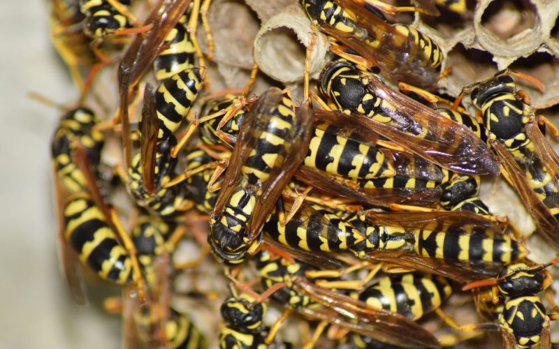 Types of Wasps in Maryland
