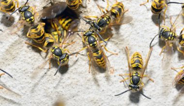 Types of Wasps in Mississippi