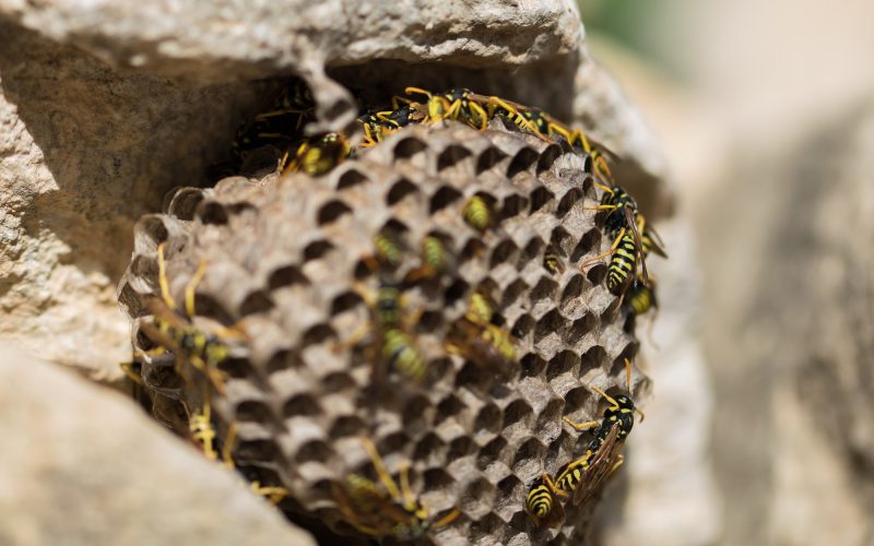 Types of Wasps in New Jersey