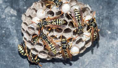 Types of Wasps in North America