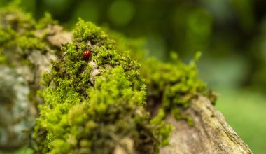 What Types of Plants Do Ladybugs Lay Eggs on