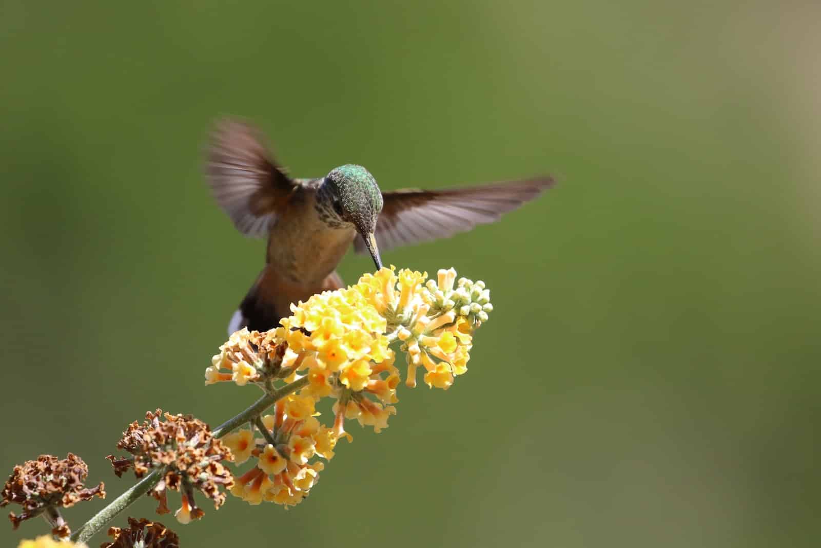 40-bird-names-that-start-with-r