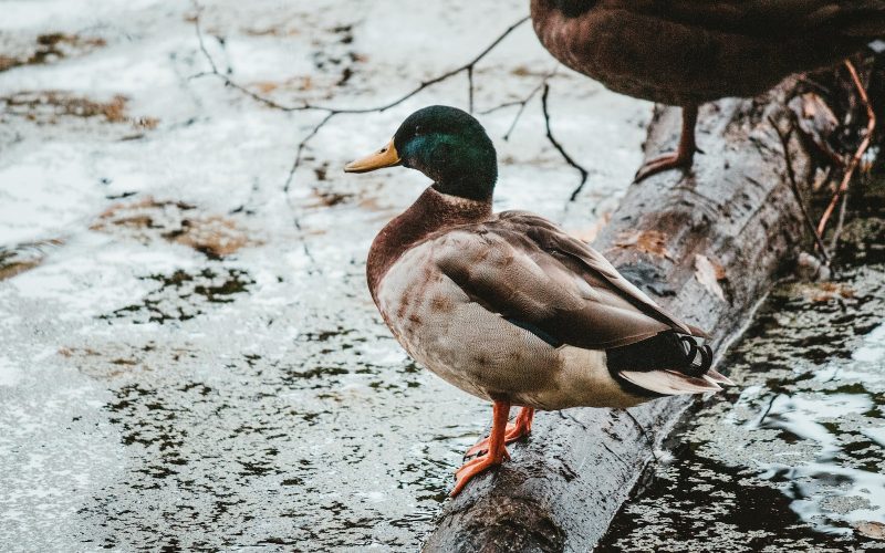 Bird Names That Start With W