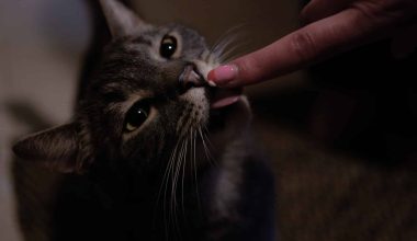 Can Cats Eat Catnip? Everything You Need to Know