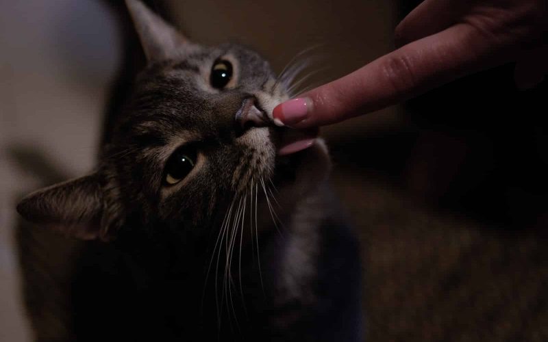 Can Cats Eat Catnip? Everything You Need to Know