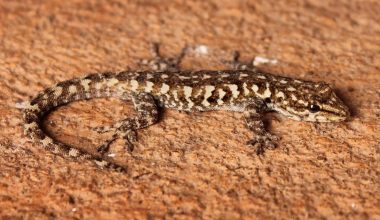 Different Types of Geckos in Texas