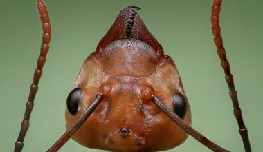 Types of Ants That Bite