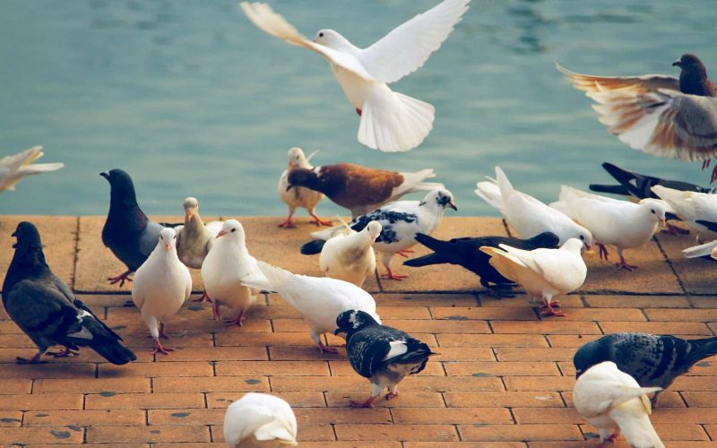 Types of Doves in Utah