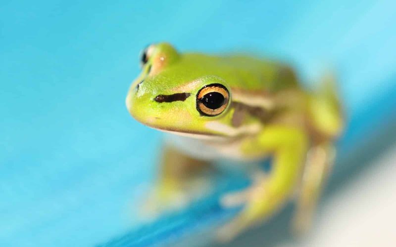 11 Types of Frogs in Connecticut
