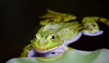 Types of Frogs in Florida