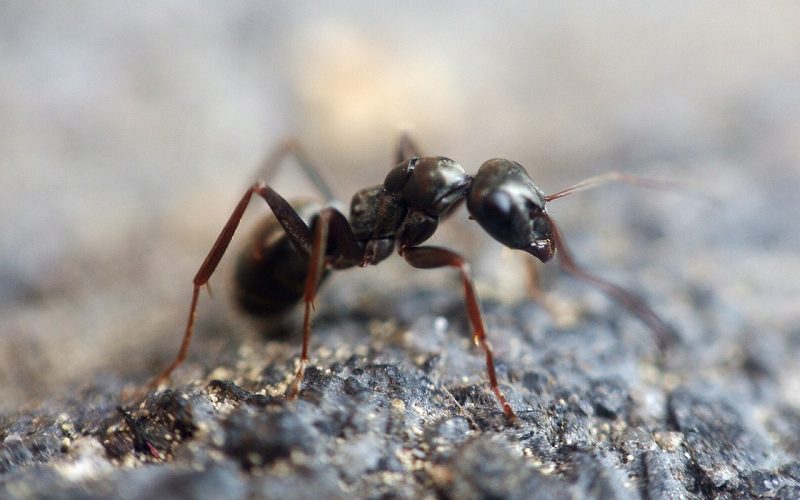 3 Different Types of Insects That Eat Wood