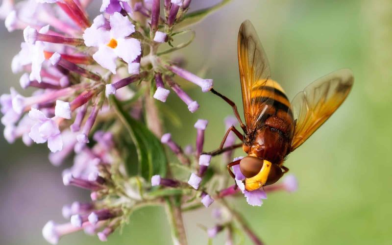 Types of Insects That Look Like Bees