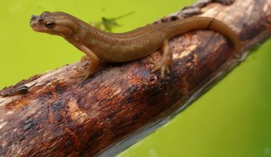 Types of Salamanders in Oklahoma