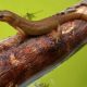Types of Salamanders in Oklahoma