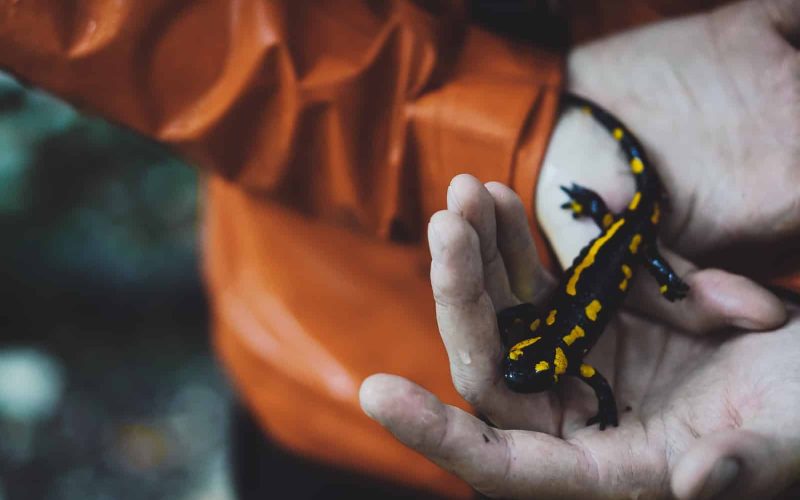 Types of Salamanders in Oregon