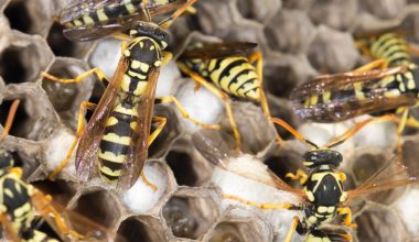 types of wasps in oregon