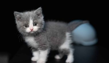 When to Switch From Kitten to Cat Food?