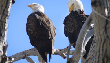 5 Types of Eagles in Washington State
