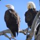 5 Types of Eagles in Washington State