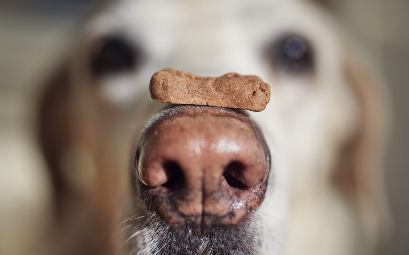 15 Animals With The Best Sense Of Smell