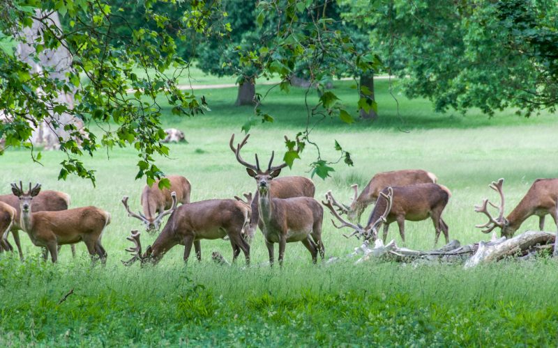 14 Types of Animals That Eat Trees