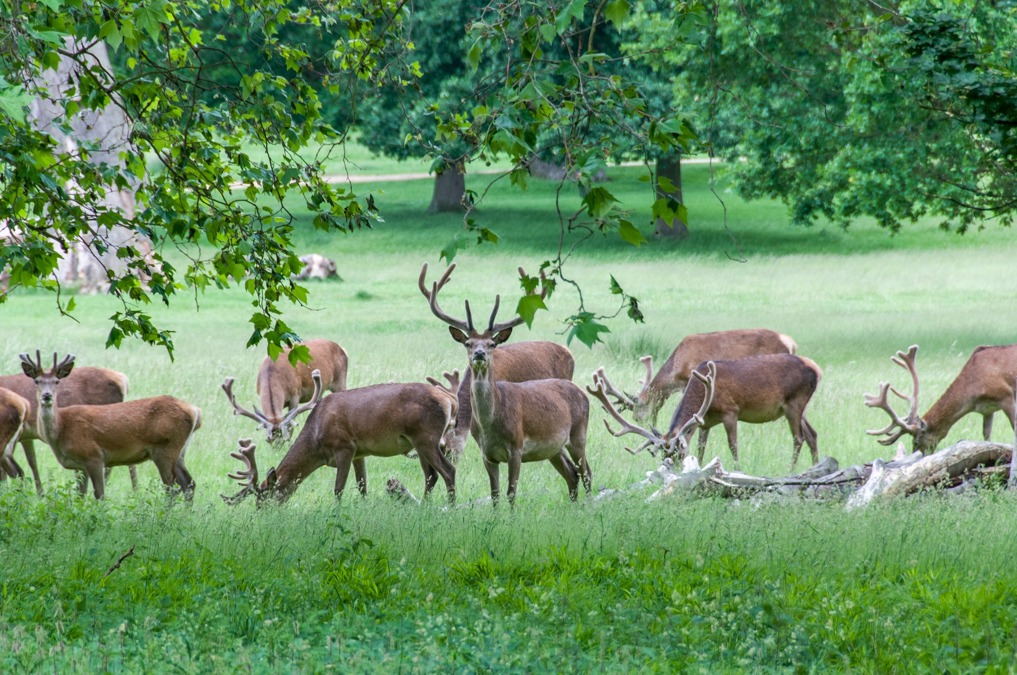 14 Types of Animals That Eat Trees