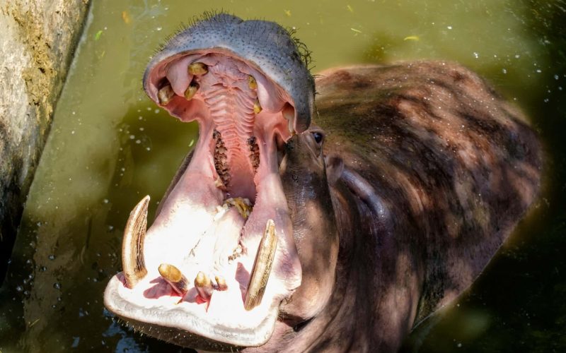 Animals with the Most Teeth