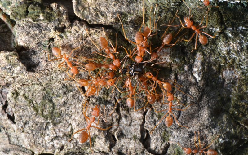 Types of Ants in Ohio