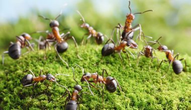 Different Types of Ants in Oregon