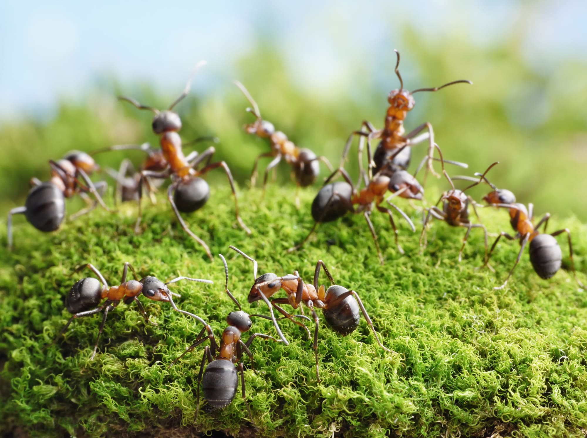 21 Different Types of Ants in Oregon