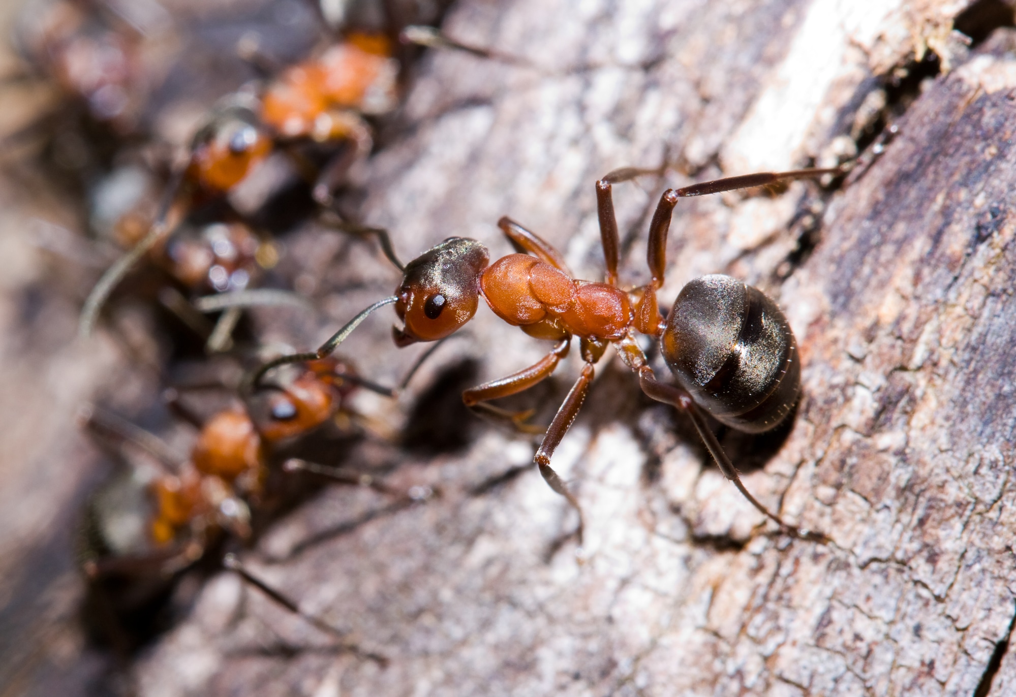 Different Types of Ants in Wisconsin