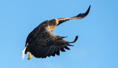Different Types of Eagles in Connecticut