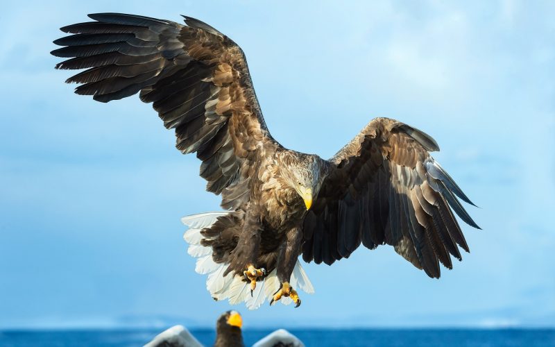 13 Different Types of Eagles in India