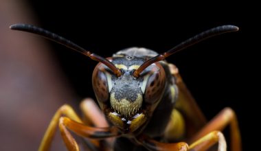 Different Types of Wasps in Arizona