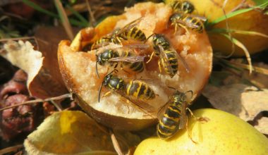 Different Types of Wasps in California