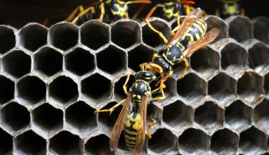 Different Types of Wasps in Colorado