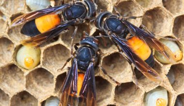 Different Types of Wasps in Minnesota