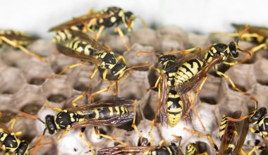 Different Types of Wasps in Montana