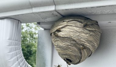 Different Types of Wasps in Wisconsin