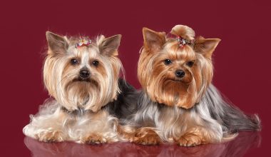 Pros and Cons of Yorkies