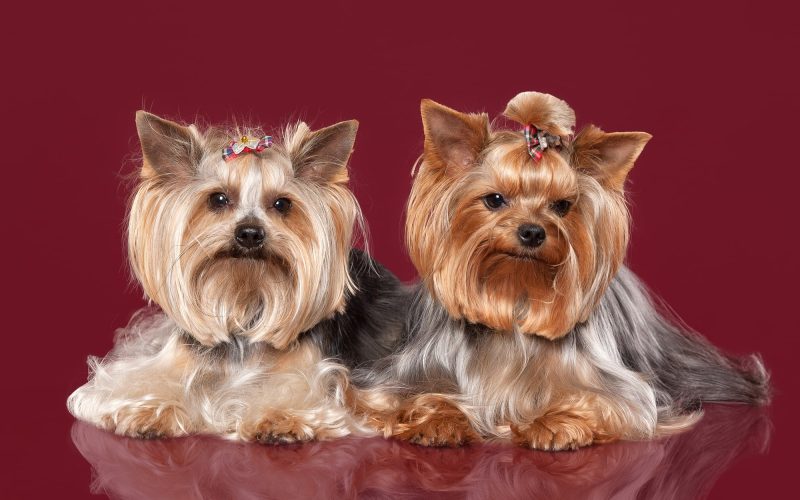 What Are the Pros and Cons of Yorkies?