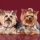 Pros and Cons of Yorkies